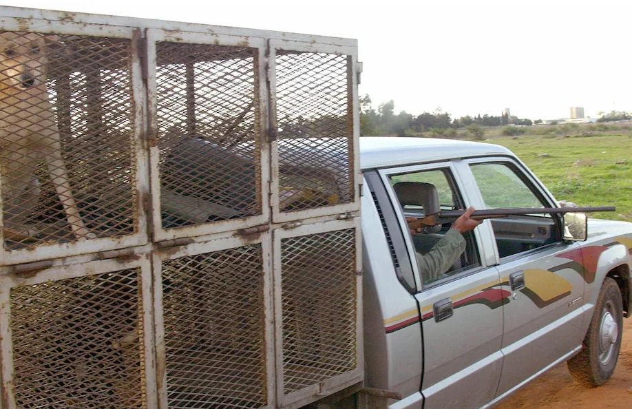 Telegraph: เพื่อเตรียมพร้อมสำหรับฟุตบอลโลก การฆ่าสุนัขจรจัดครั้งใหญ่ของโมร็อกโกทำให้เกิดความไม่พอใจจากทุกสาขาอาชีพ